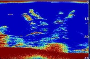 Image of sonar fish finder screen