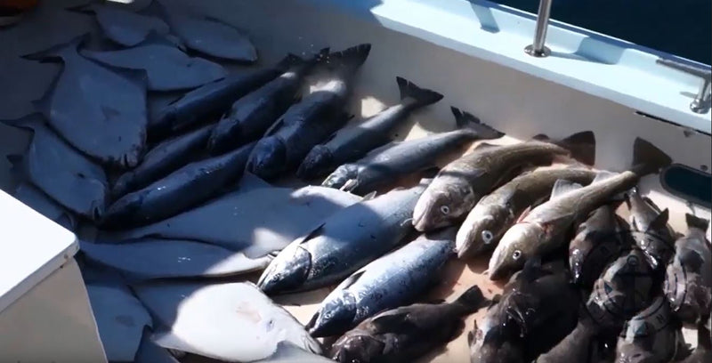 Halibut and Salmon in Alaska Video