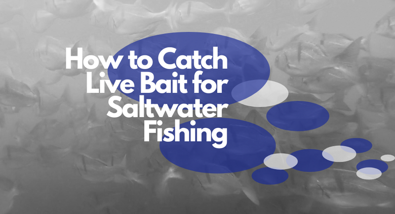 Image of words saying how to catch live bait