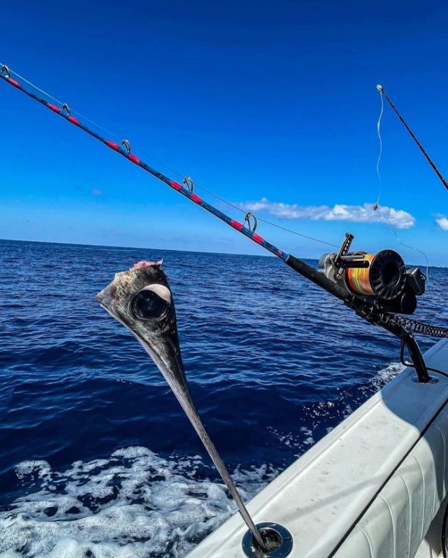 Fishing Rod and Reel with Swordfish Bill